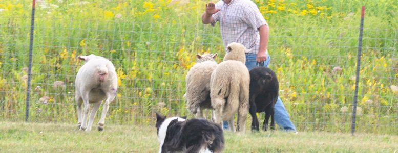 Quand Les Moutons Semmêlent Le Chien Sen Mêle Amecq